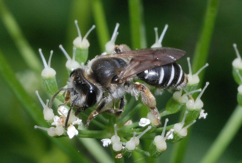 Andrena sp. (Apidae Andreninae)